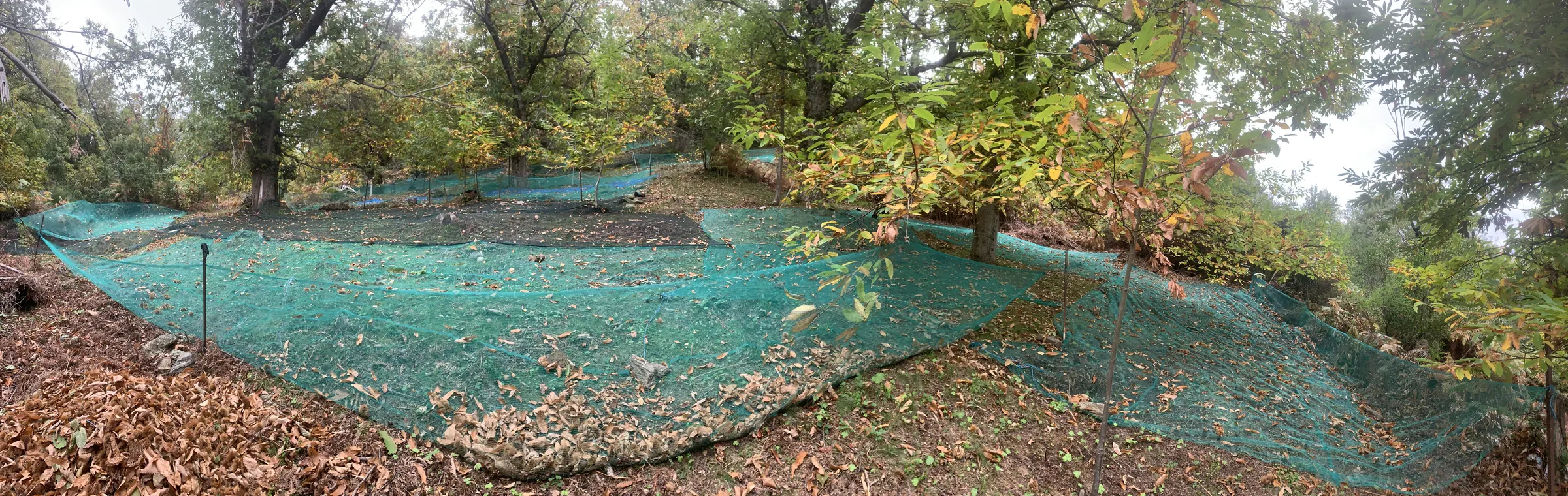 Filets tendus sous les châtaigniers